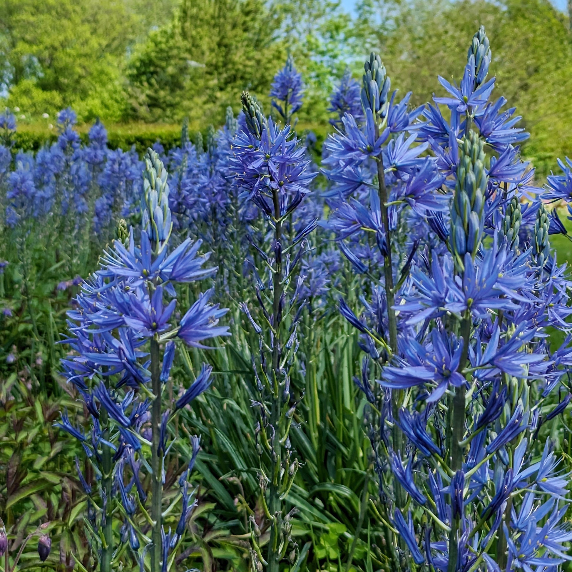 Verkauf Camassia leichtlinii suksdorfii blau (x3) - Camassia leichtlinii suksdorfii