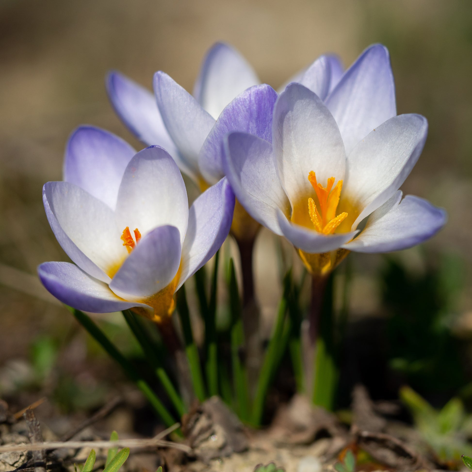 Krokus 'Blue Pearl' (x10) - Bakker