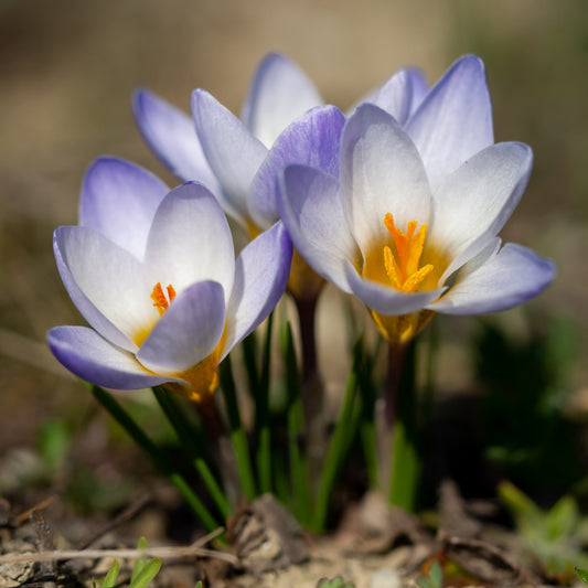 Krokus 'Blue Pearl' (x10) - Bakker