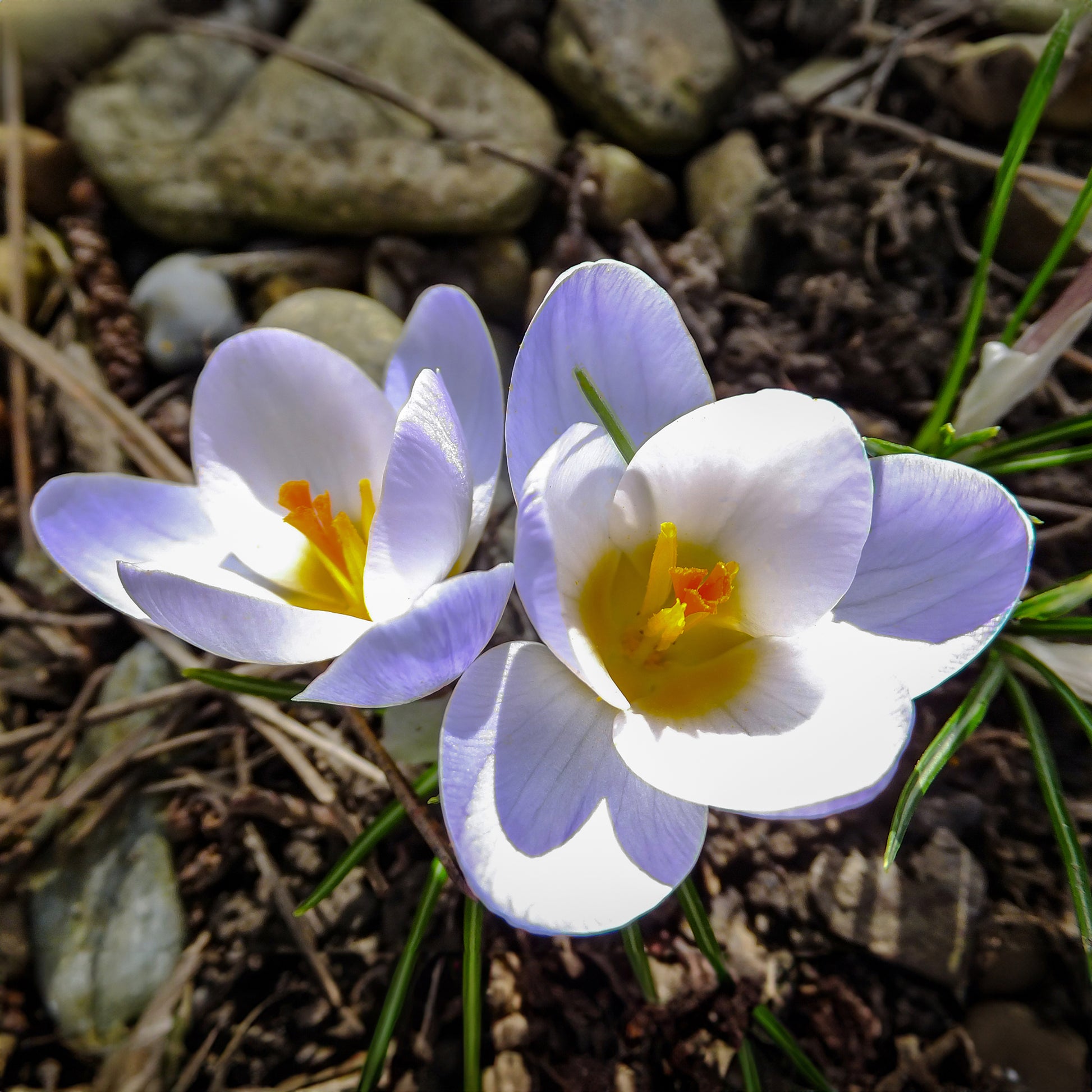 Crocus biflorus 'Blue Pearl' - Krokus 'Blue Pearl' (x10) - Krokus-Zwiebeln