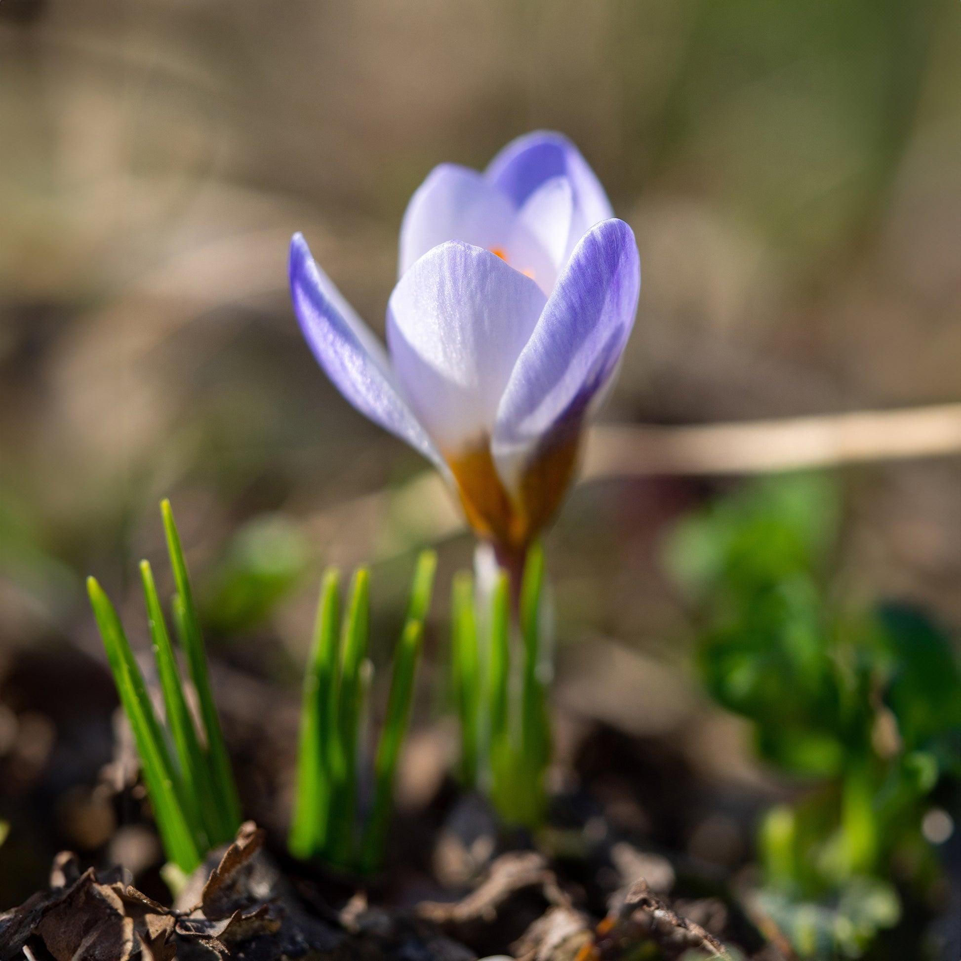 Krokus-Zwiebeln - Krokus 'Blue Pearl' (x10) - Crocus biflorus 'Blue Pearl'