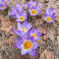 Krokusse Sublime Tricolor - Crocus nivalis 'tricolor' - Bakker