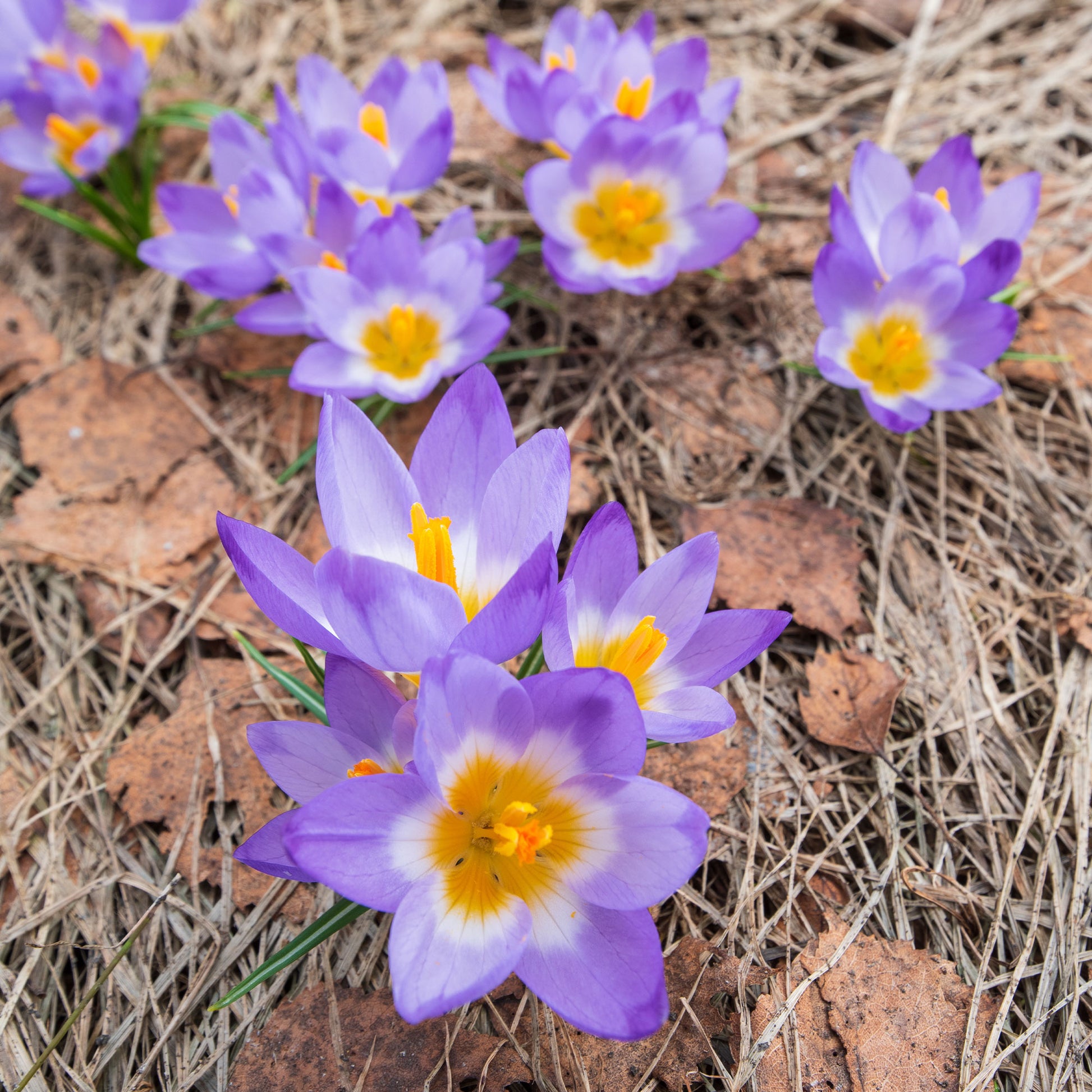 Krokusse Sublime Tricolor - Crocus nivalis 'tricolor' - Bakker