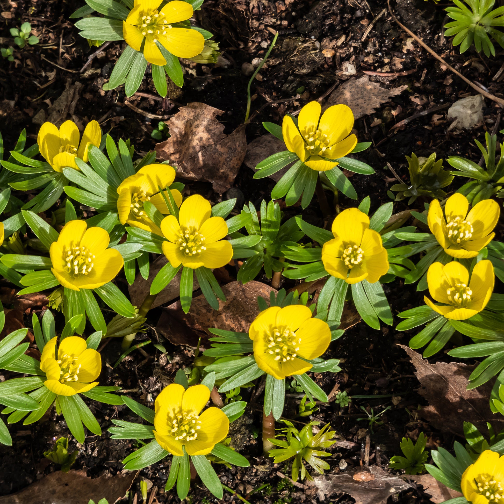 Winterling (x10) - Eranthis hyemalis - Bakker