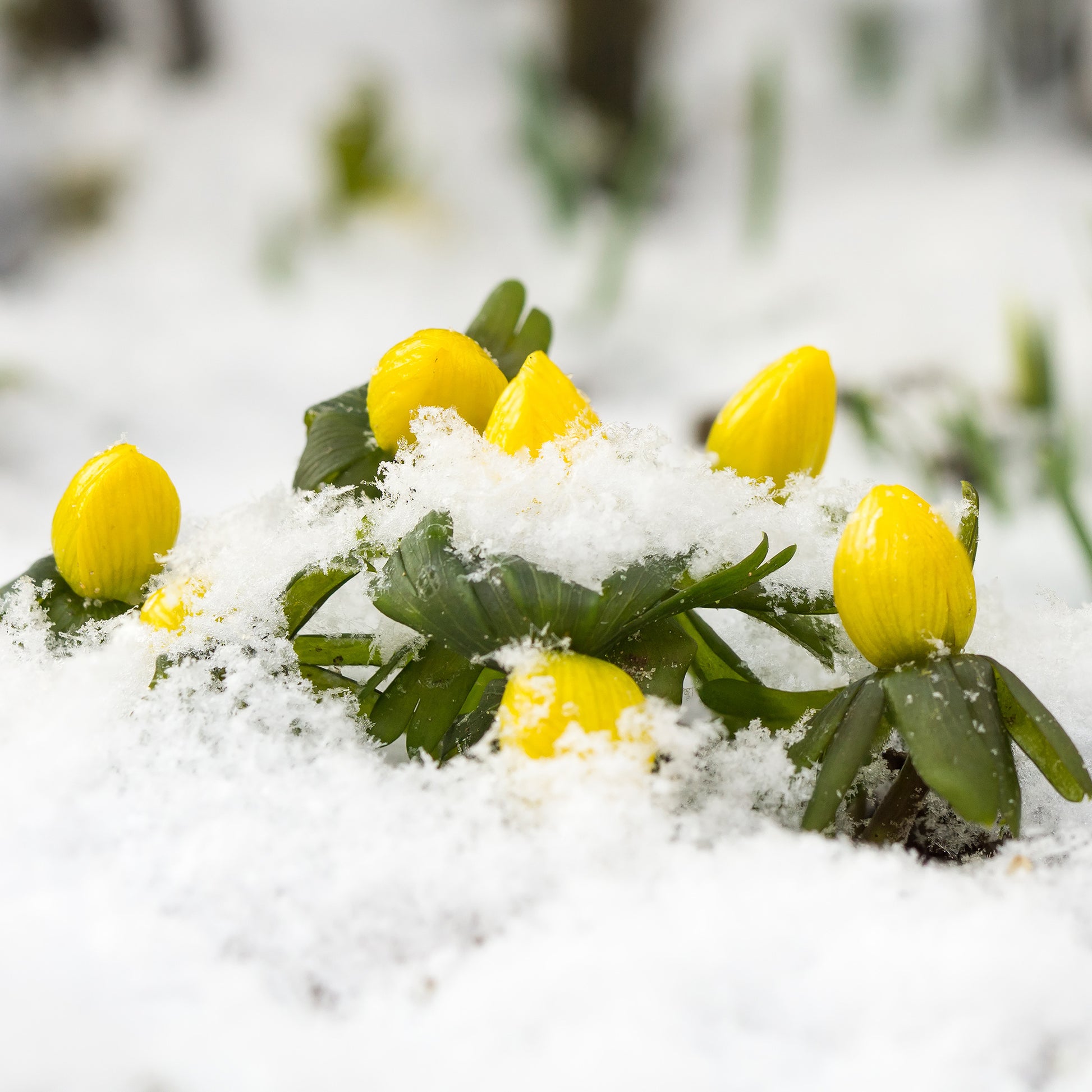 Eranthis hyemalis - Winterling (x10) - Stauden