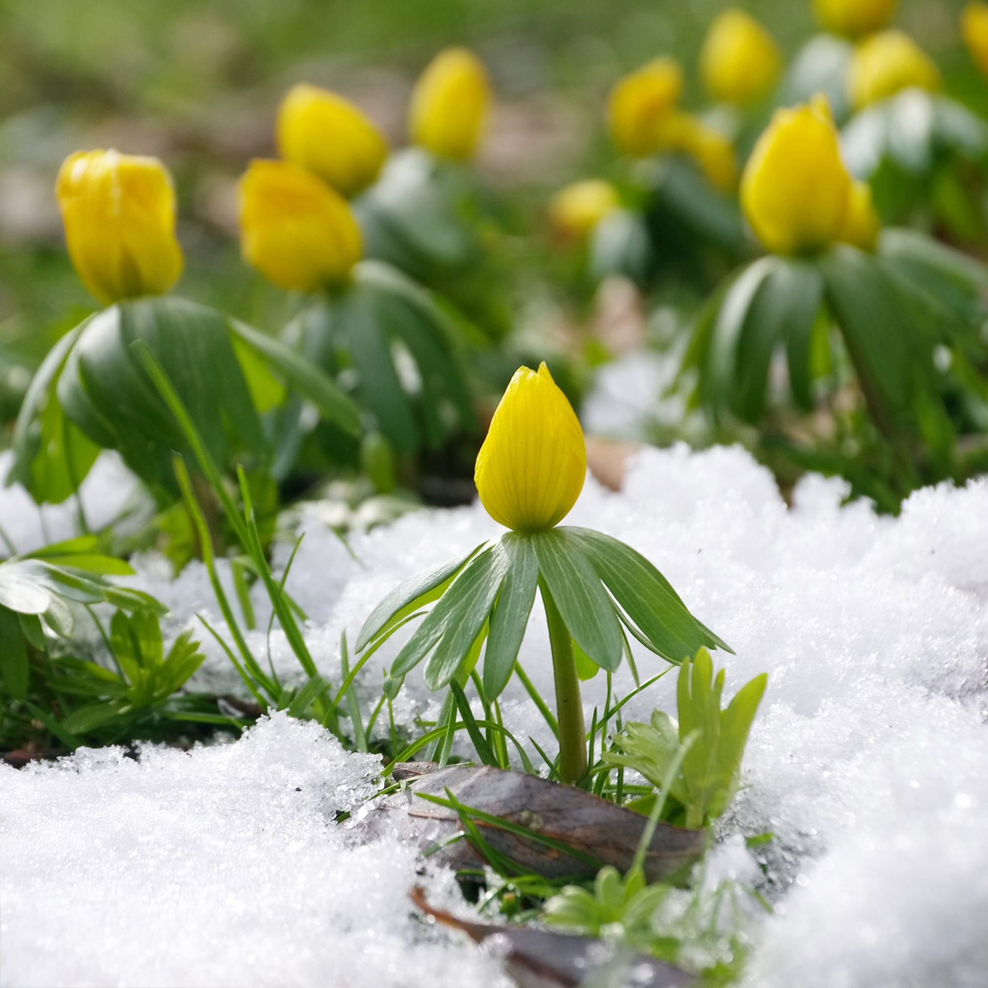 Stauden - Winterling (x10) - Eranthis hyemalis
