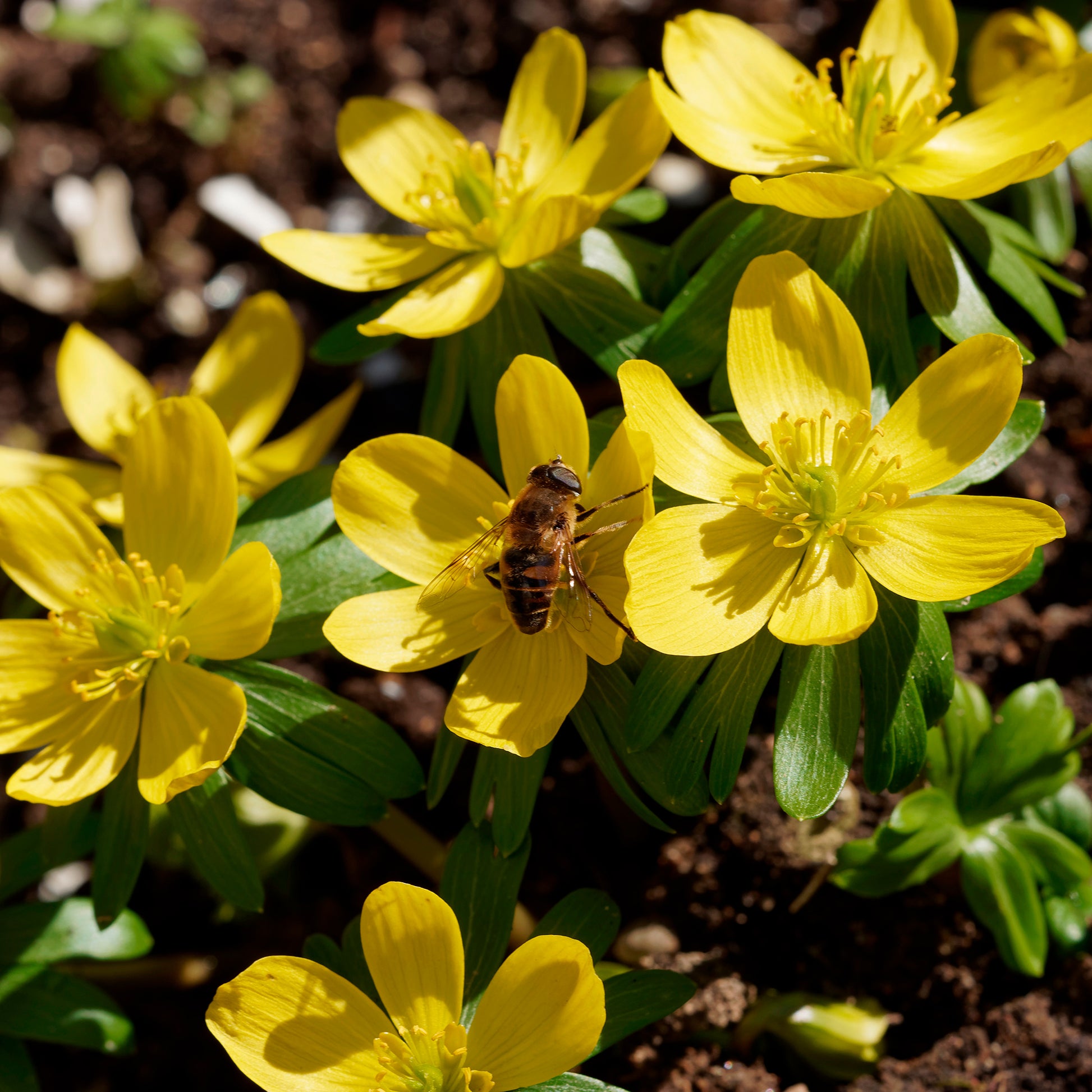 Verkauf Winterling (x10) - Eranthis hyemalis