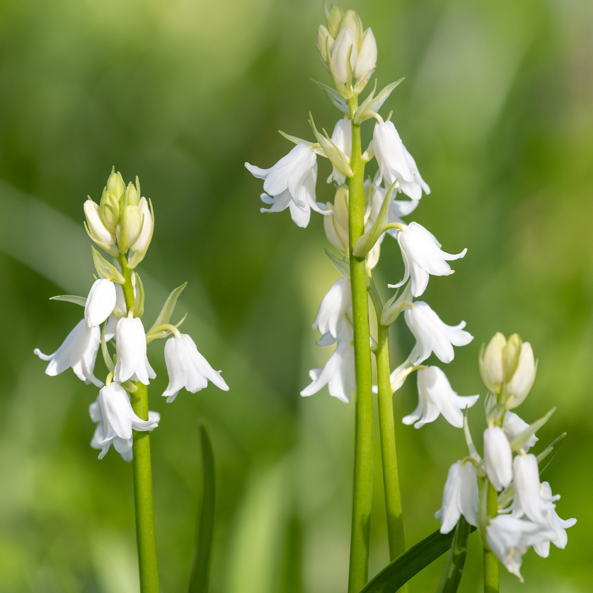 Spanisches Hasenglöckchen weiß (x10) - Hyacinthoides 'hispanica white' - Bakker
