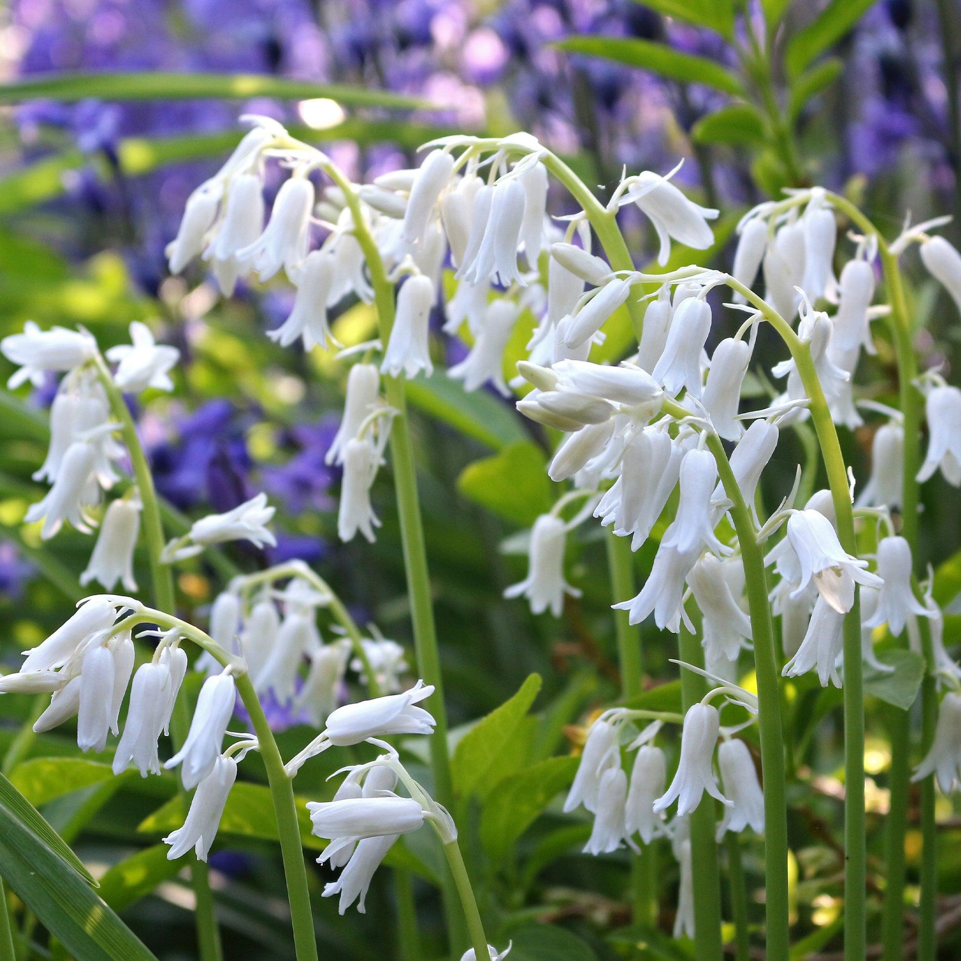 Hyacinthoides 'hispanica white' - Spanisches Hasenglöckchen weiß (x10) - Hyazinthen-Zwiebeln
