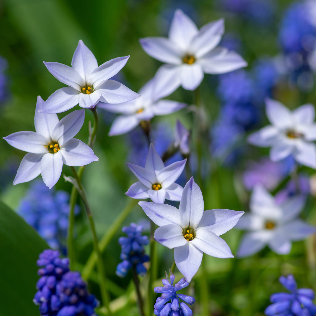 Verkauf Frühlingssterne 'Wisley Blue' - Ipheion uniflorum 'wisley blue'