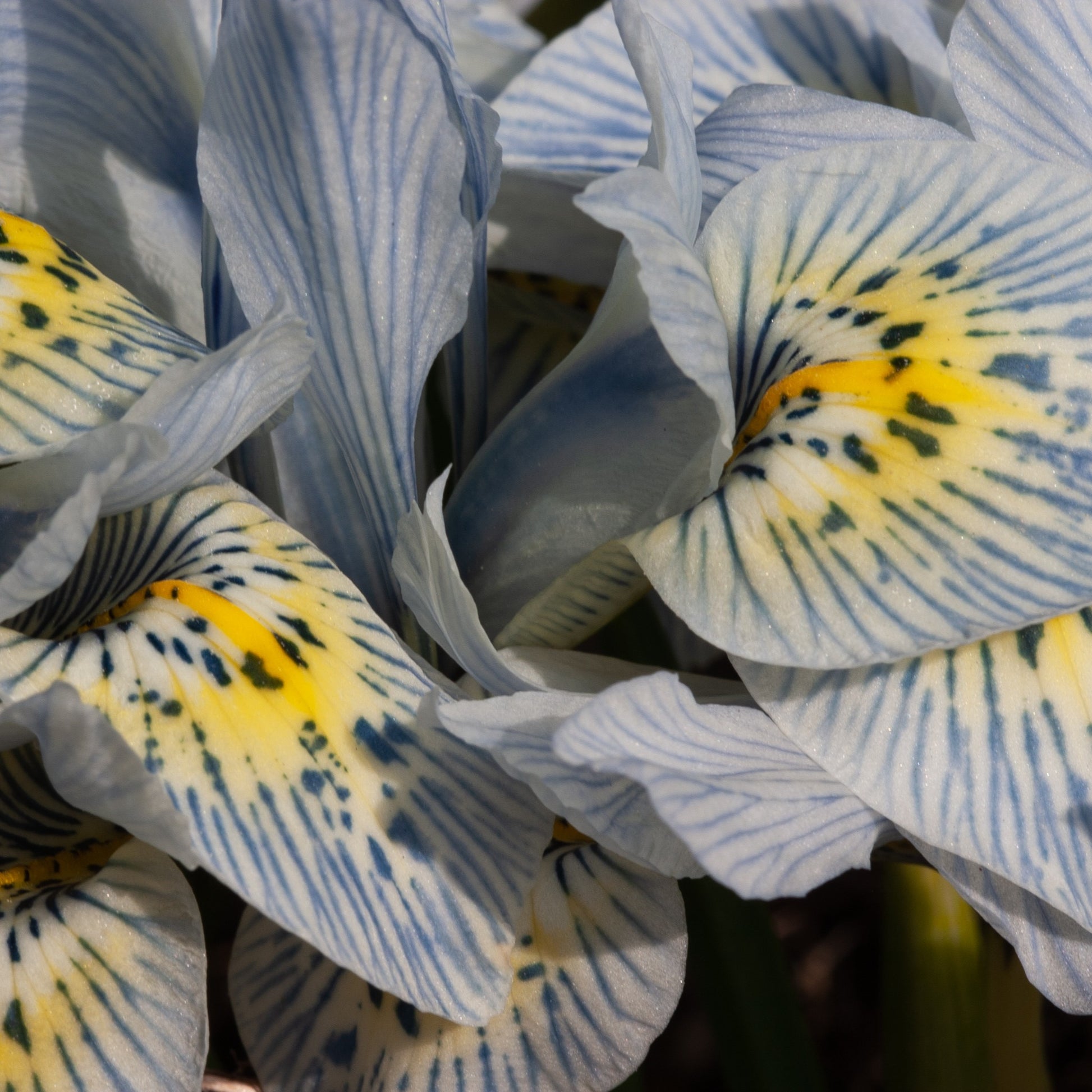 Netziris ‘Katherine Hodgkin’ (x10) - Iris reticulata katharina hodgkin - Bakker