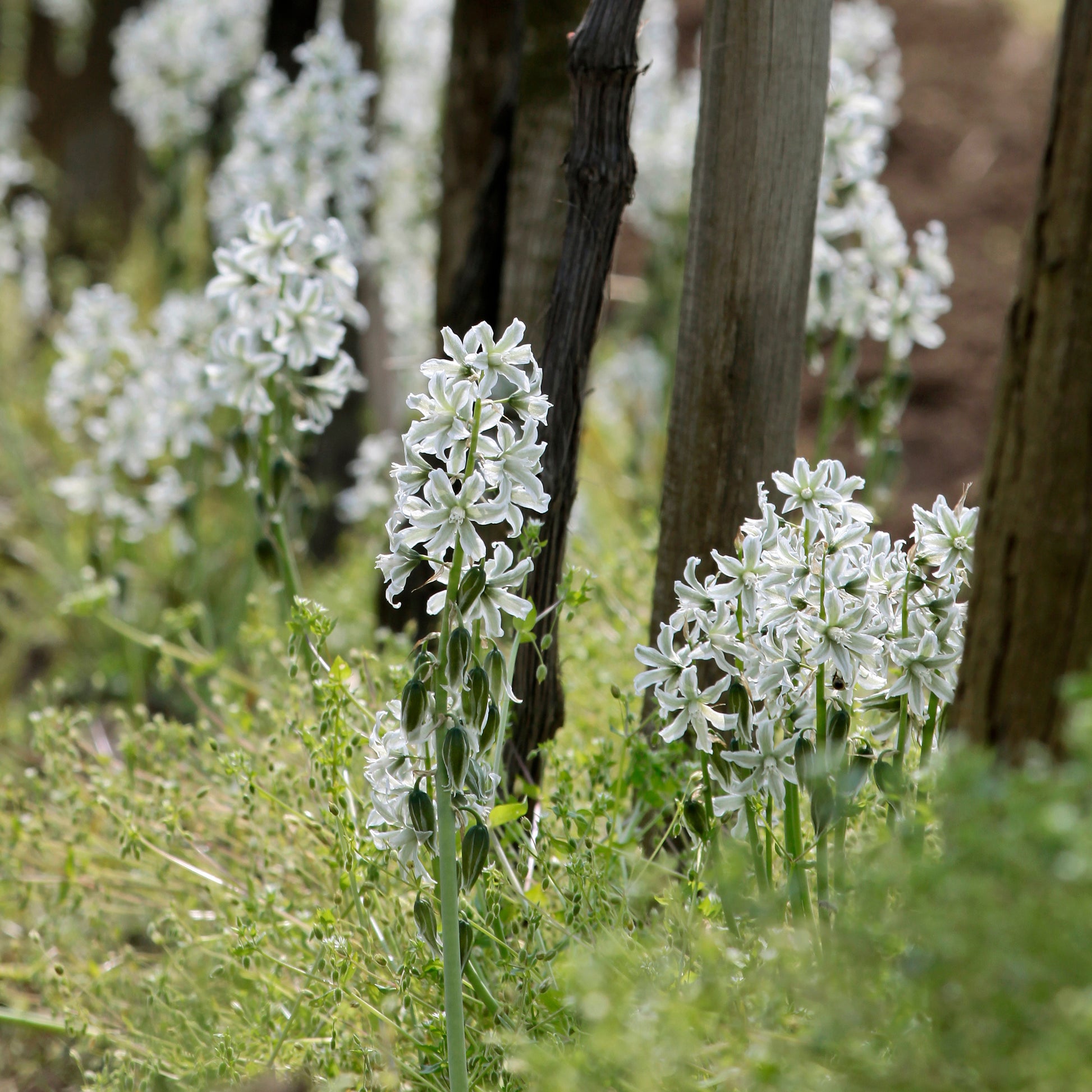 Ornithogalum Saundersiae - Ornithogalum Saundersiae - Bakker