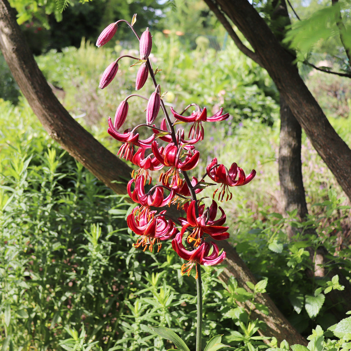 Lilium Claude Shride - Türkenbundlilie Claude Shride - Lilien-Zwiebeln
