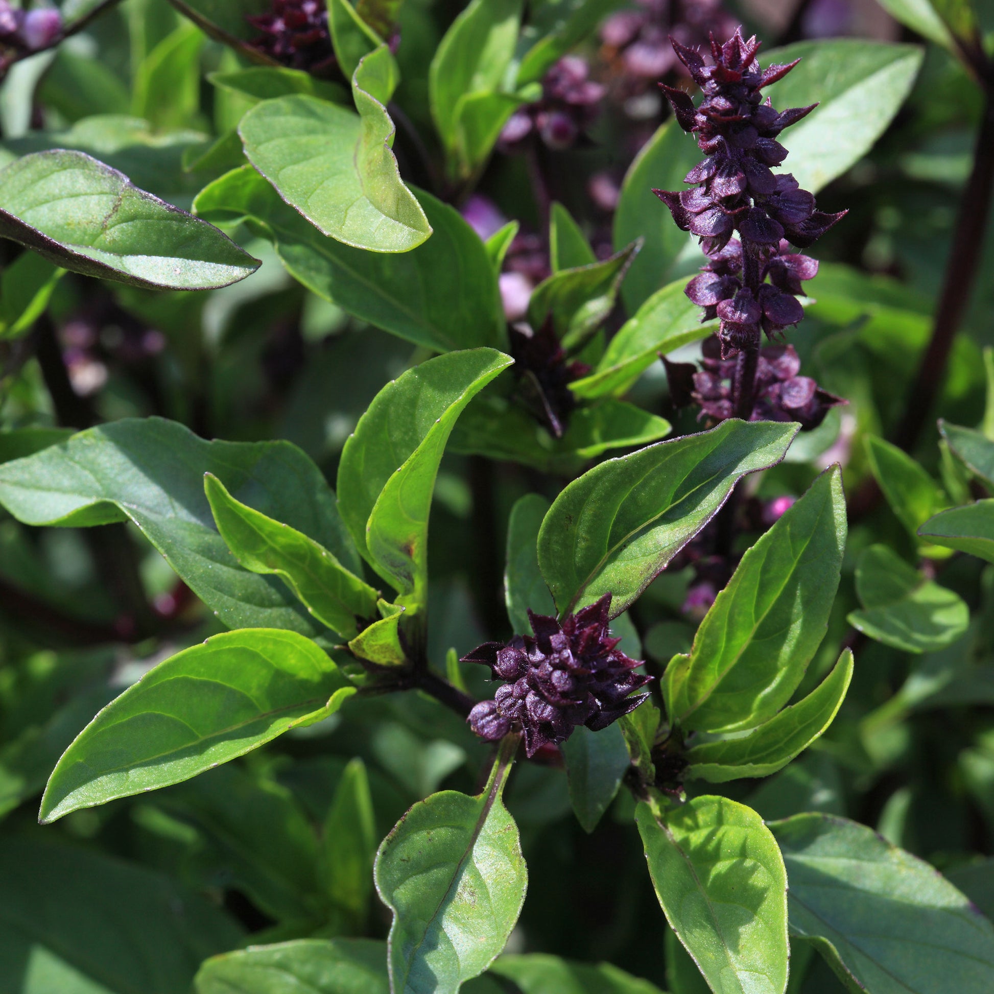 Ocimum basilicum var. thyrsiflora - Thai-Basilikum - Kräuterpflanzen