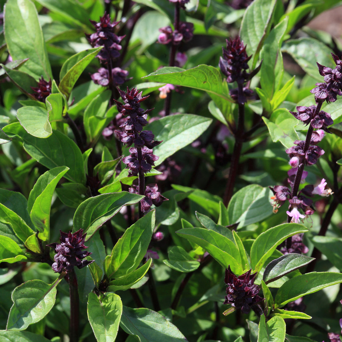 Thai-Basilikum - Ocimum basilicum var. thyrsiflora - Bakker