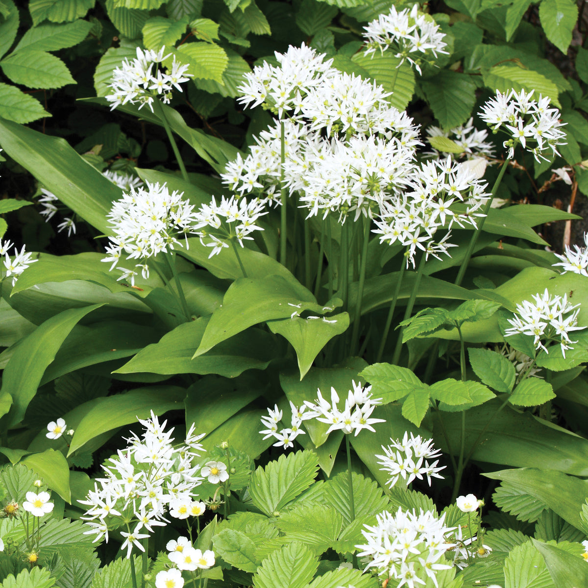 Bärlauch - Allium ursinum - Bakker