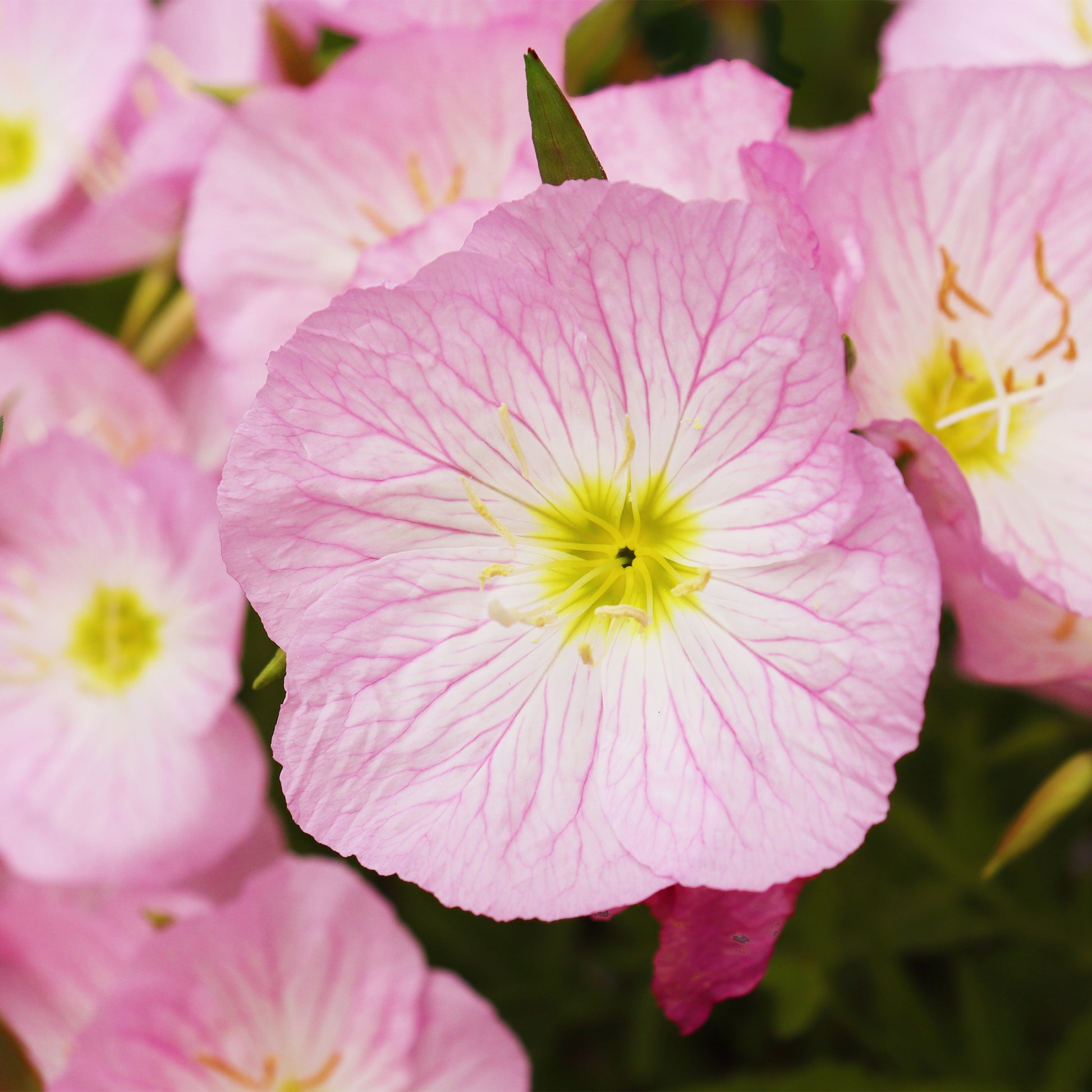 Nachtkerze Siskiyou Pink (x2) - Bakker