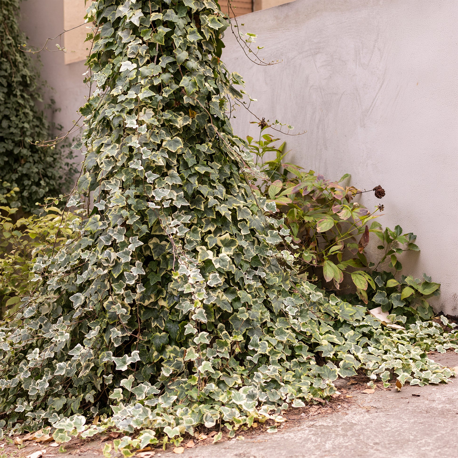 Efeu ‘Goldchild’ - Hedera helix Goldchild - Bakker