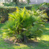 Zwergpalme ‘Sicilia’ - Chamaerops humilis - Bakker