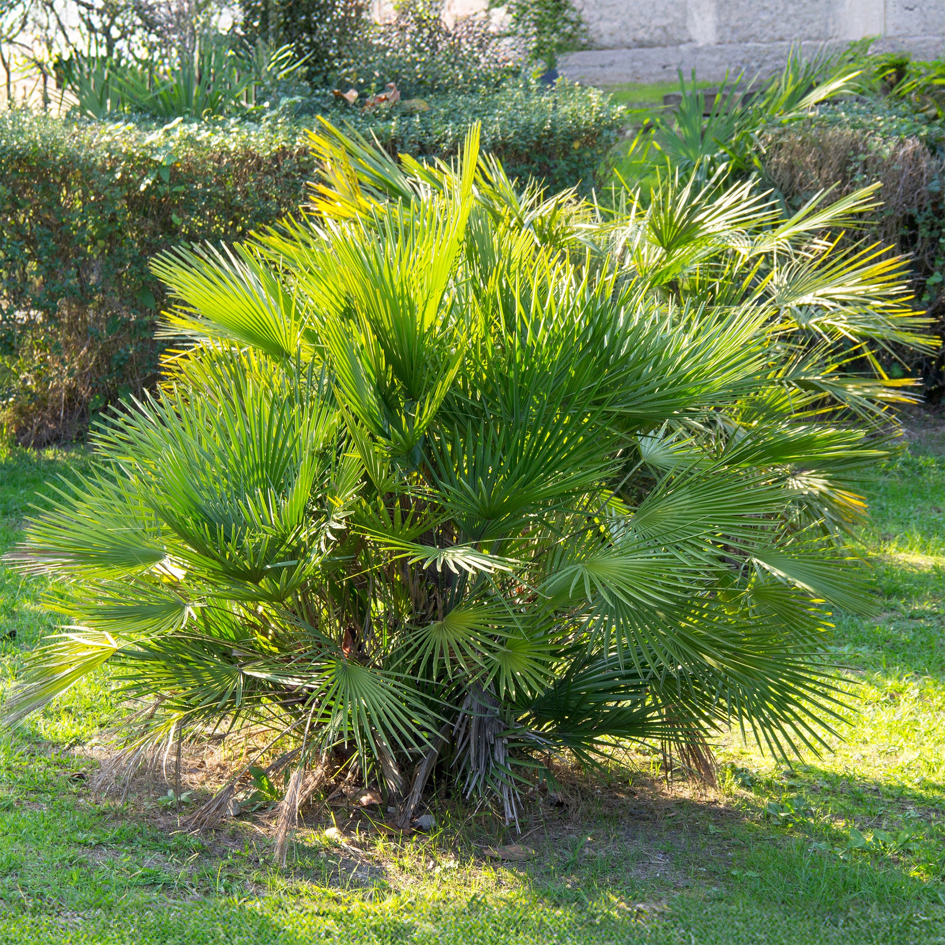 Zwergpalme ‘Sicilia’ - Chamaerops humilis - Bakker
