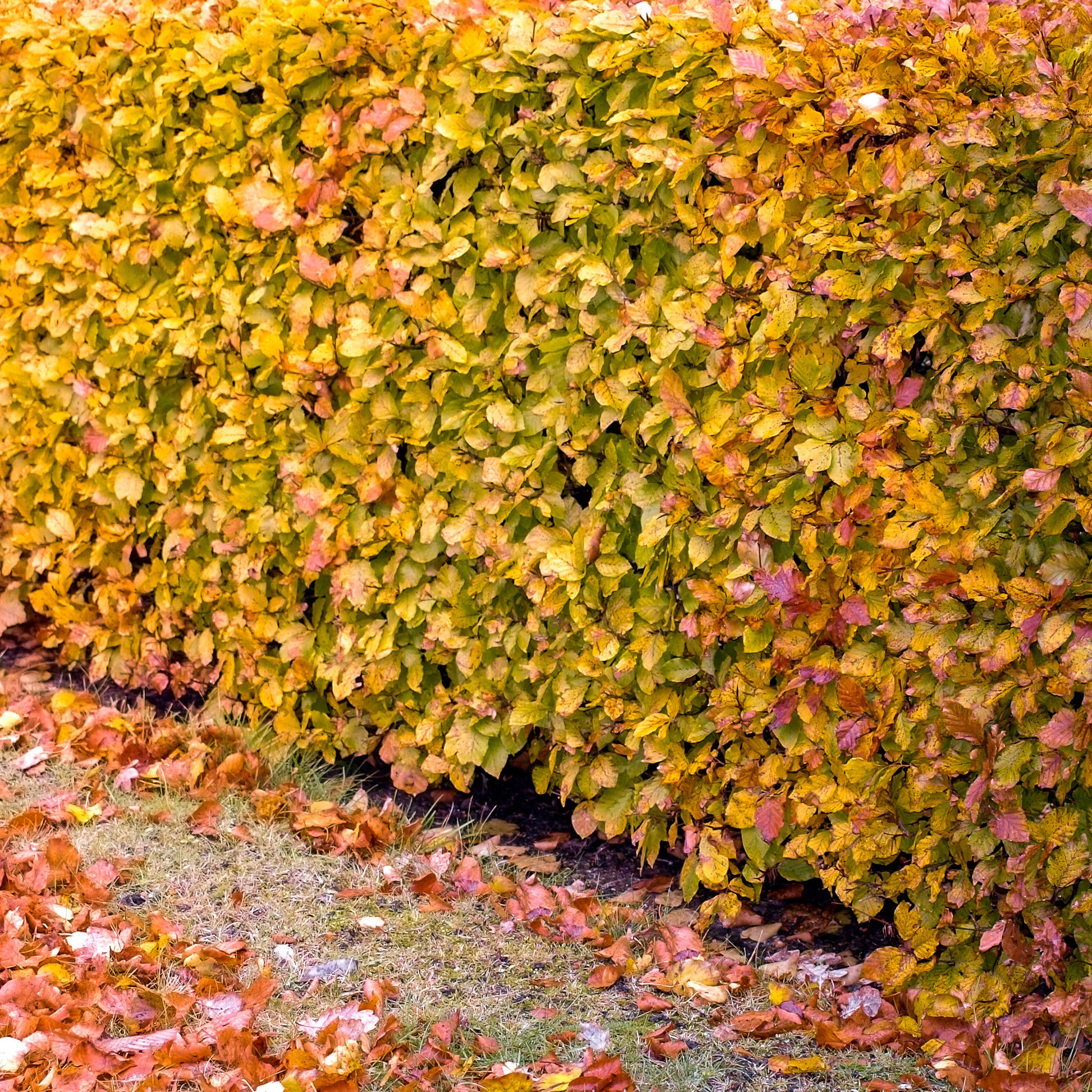 Fagus sylvatica - Rotbuche - Hainbuchen und Hornbäume