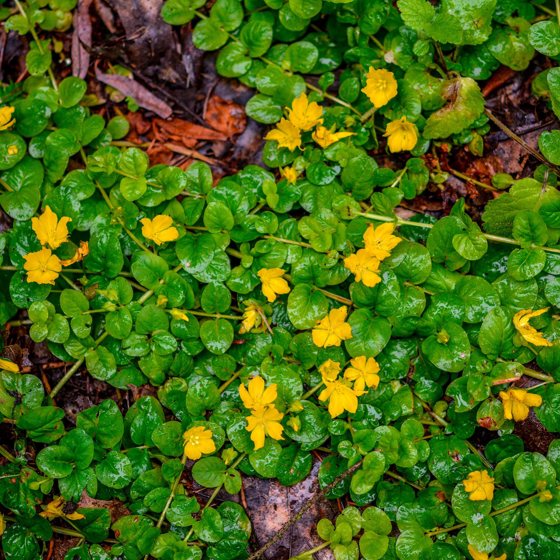 Lysimachia nummularia - Pfennigkraut - Alle Teichpflanzen