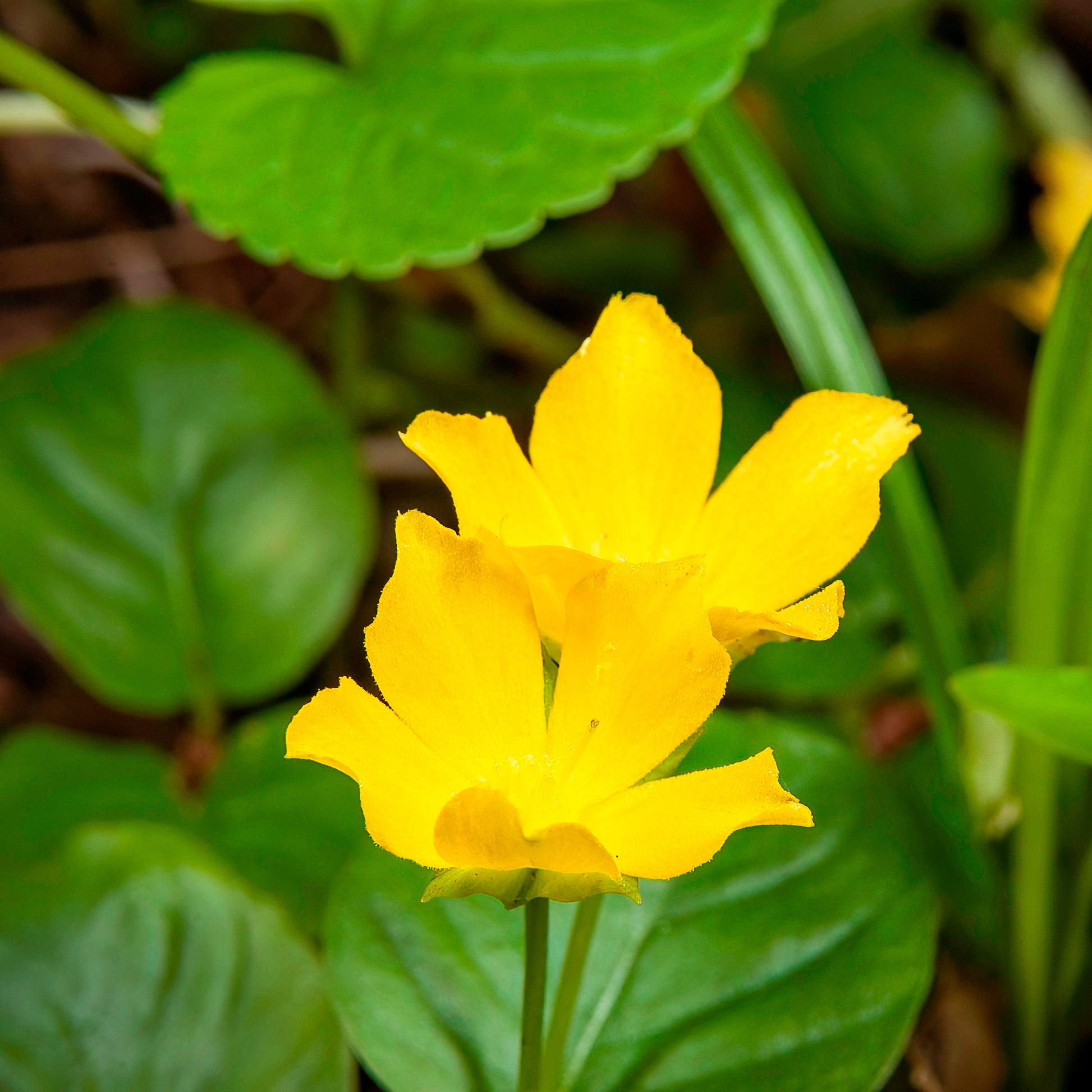 Pfennigkraut - Lysimachia nummularia - Bakker