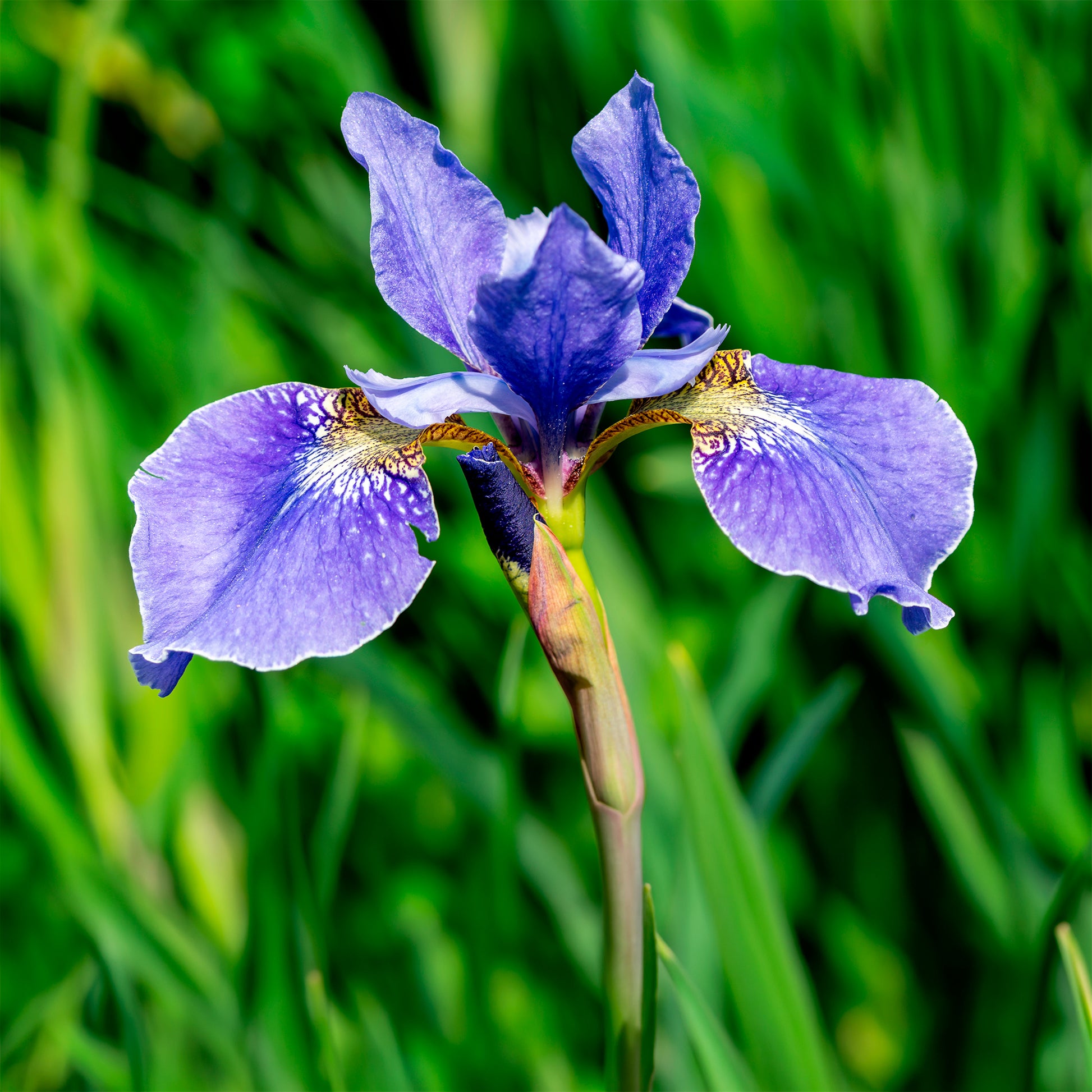 Alle Teichpflanzen - Amerikanische Schwertlilie - Iris versicolor
