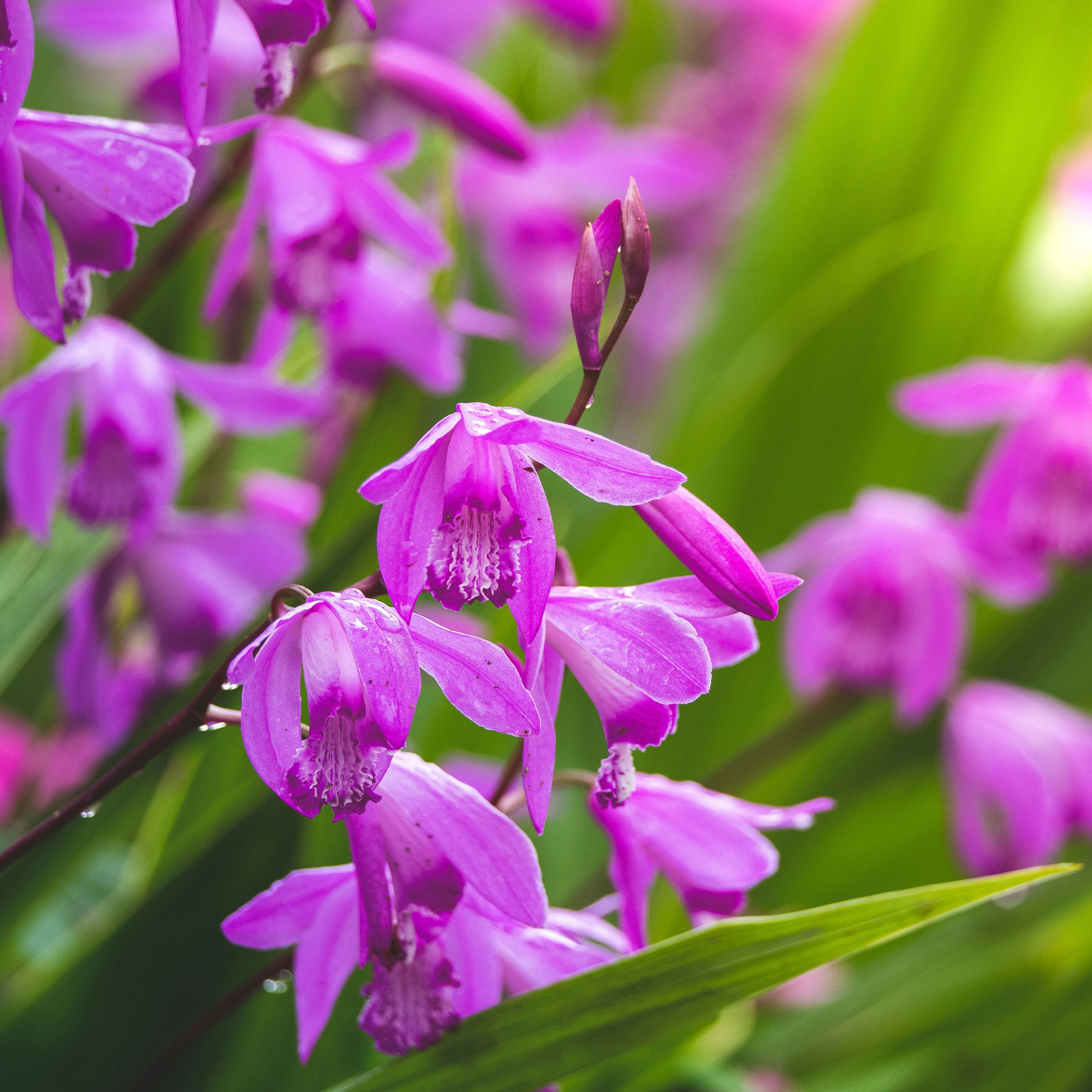 Bletilla striata - Bletilla (Hyazinthen-Orchidee) - Alle Teichpflanzen