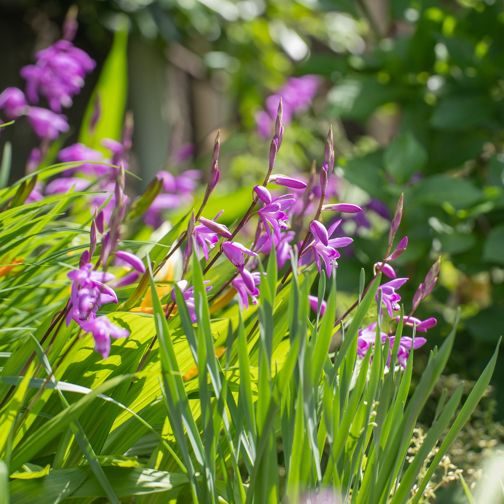 Bletilla (Hyazinthen-Orchidee) - Bakker