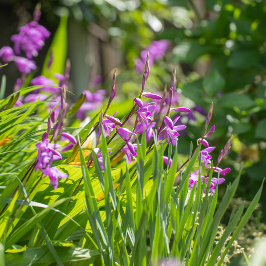 Bletilla (Hyazinthen-Orchidee) - Bakker
