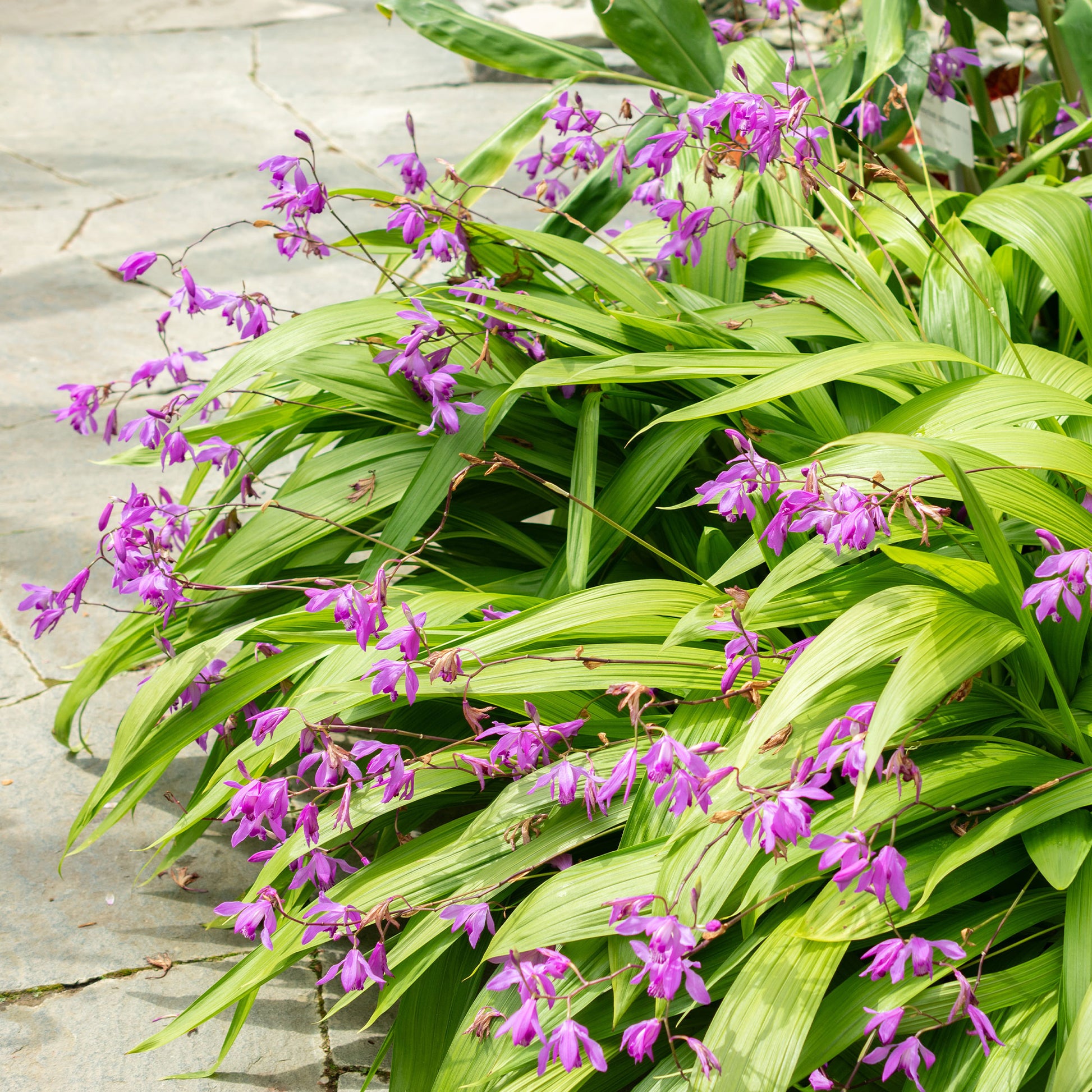 Bletilla (Hyazinthen-Orchidee) - Bletilla striata - Bakker