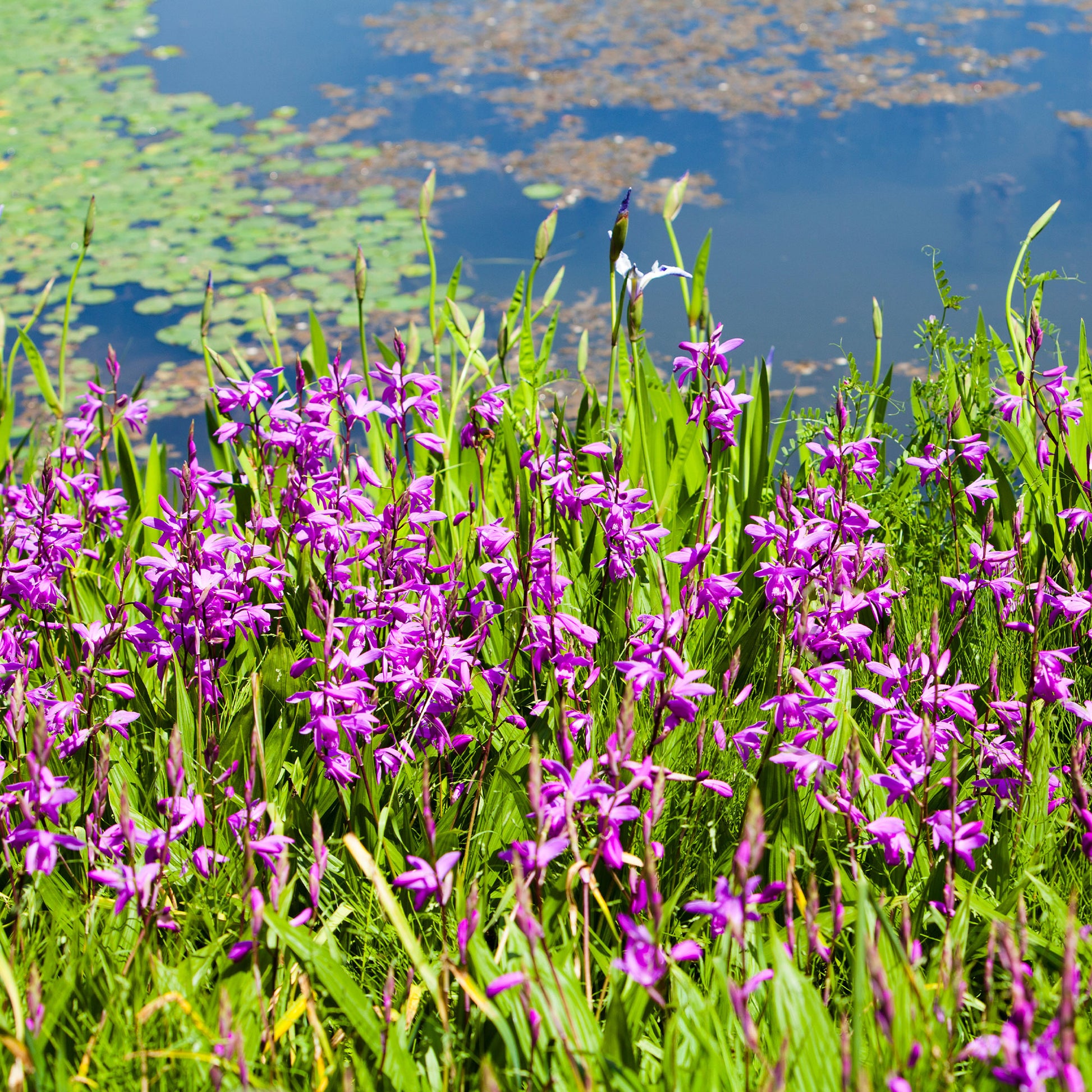 Alle Teichpflanzen - Bletilla (Hyazinthen-Orchidee) - Bletilla striata