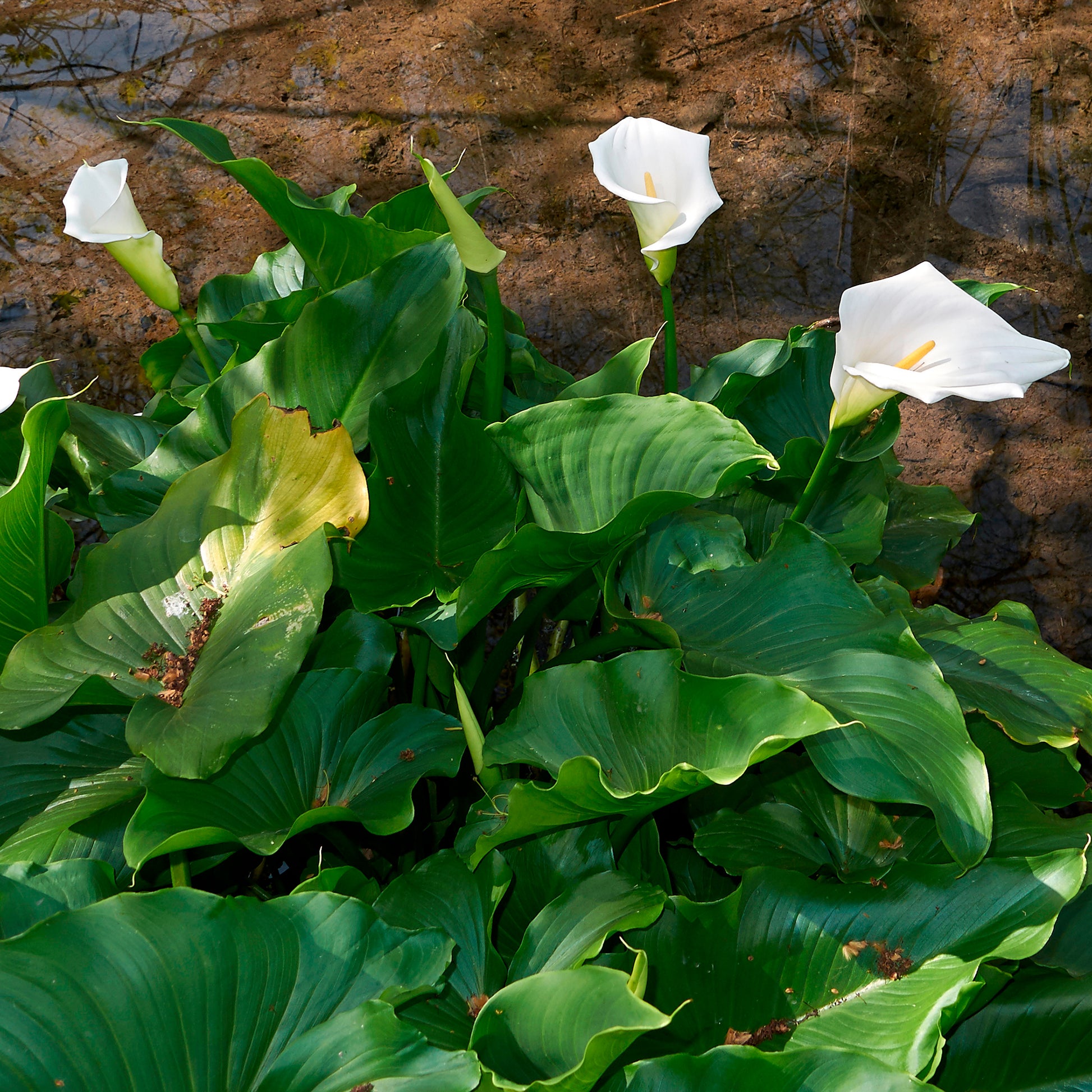 Calla weiß - Bakker