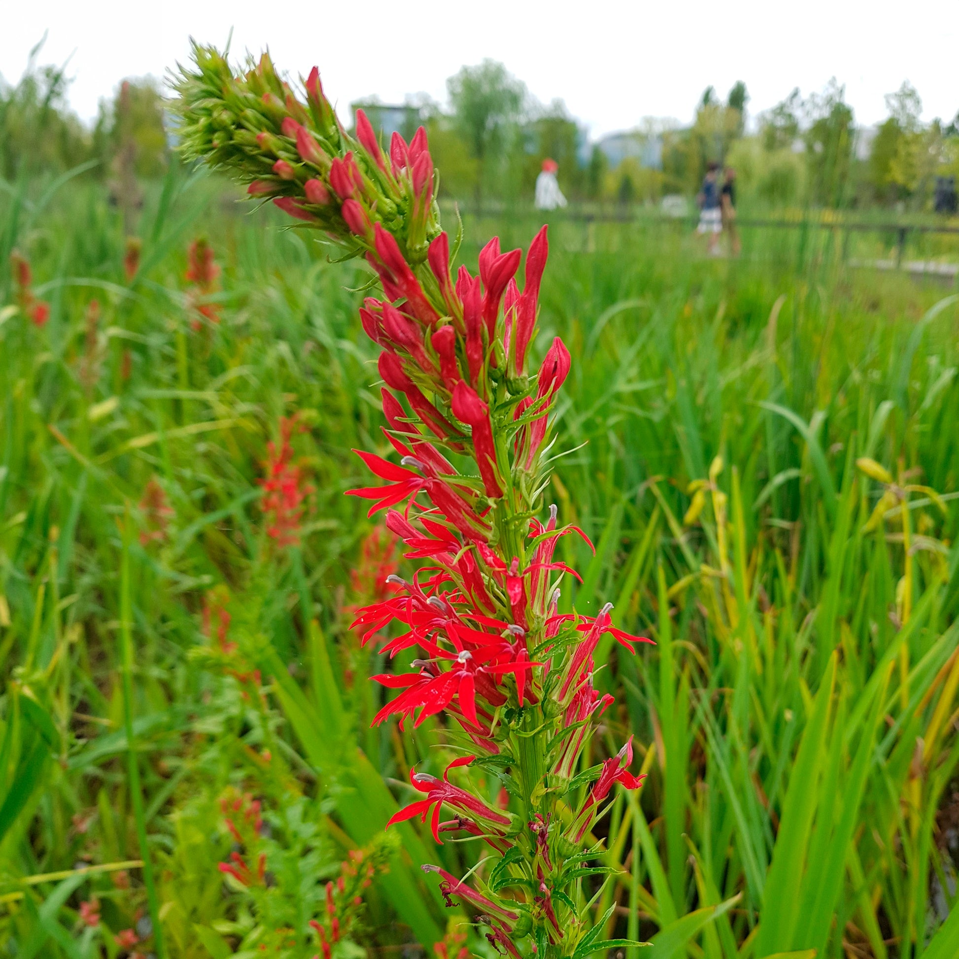 Kardinalslobelie - Lobelia cardinalis - Bakker