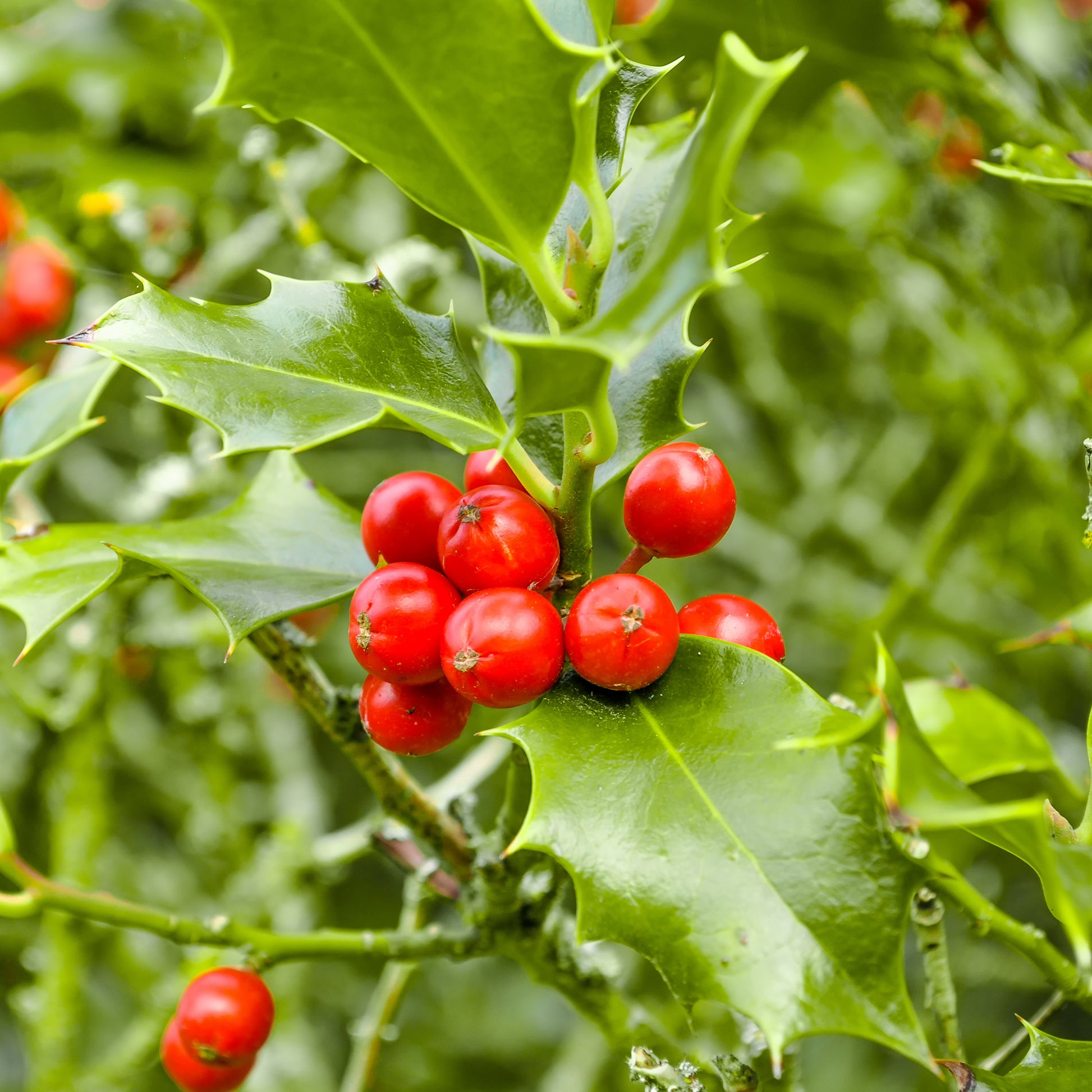 Blühende Sträucher - Stechpalme - Ilex aquifolium