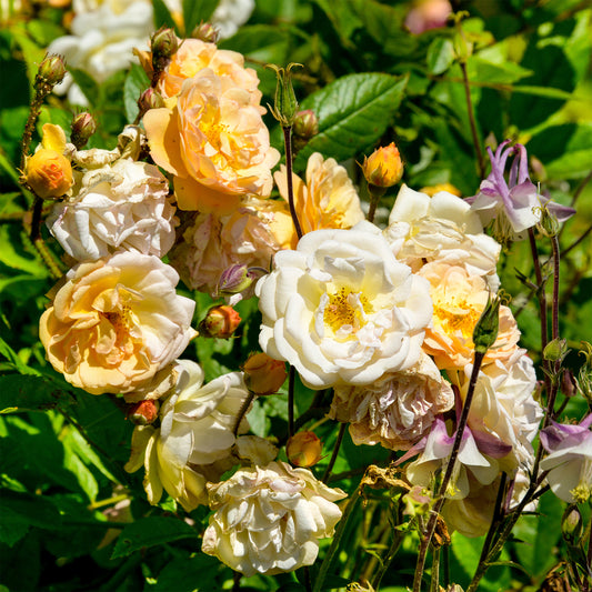 Rose ‘Ghislaine de Féligonde’ - Bakker