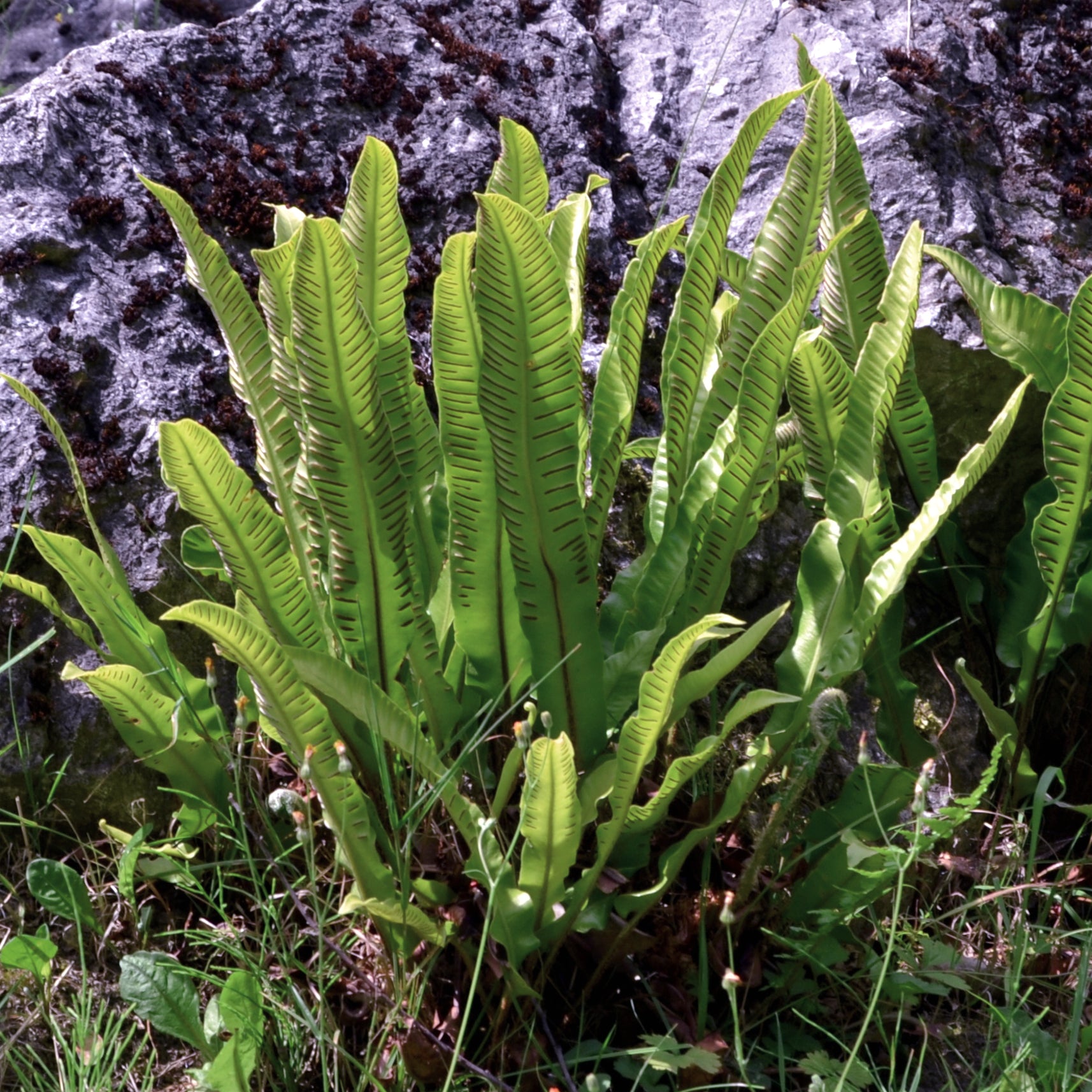 Asplenium scolopendrium - Hirschzungenfarn - Stauden