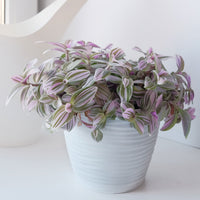 Tradescantia ‘Nanouk’ weiß blühend - Bakker