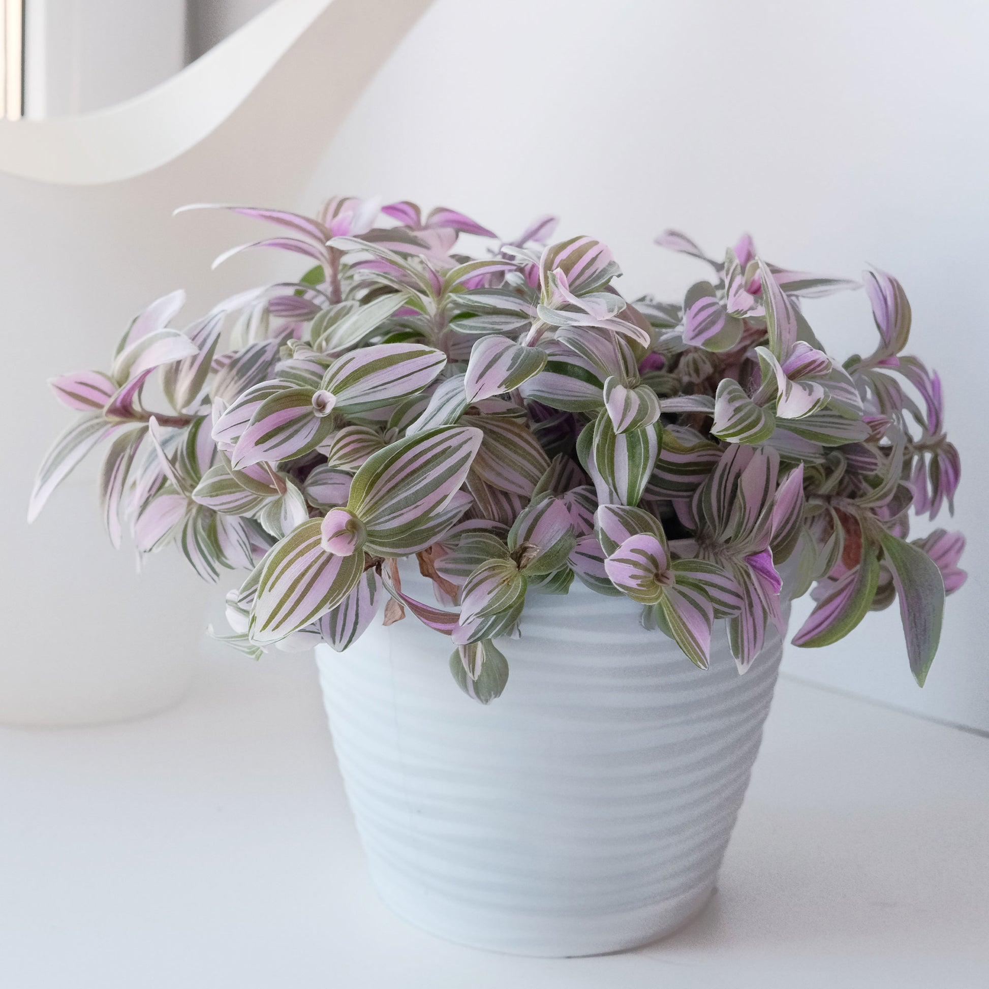 Tradescantia ‘Nanouk’ weiß blühend - Bakker