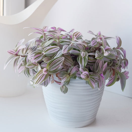 Tradescantia ‘Nanouk’ weiß blühend - Bakker