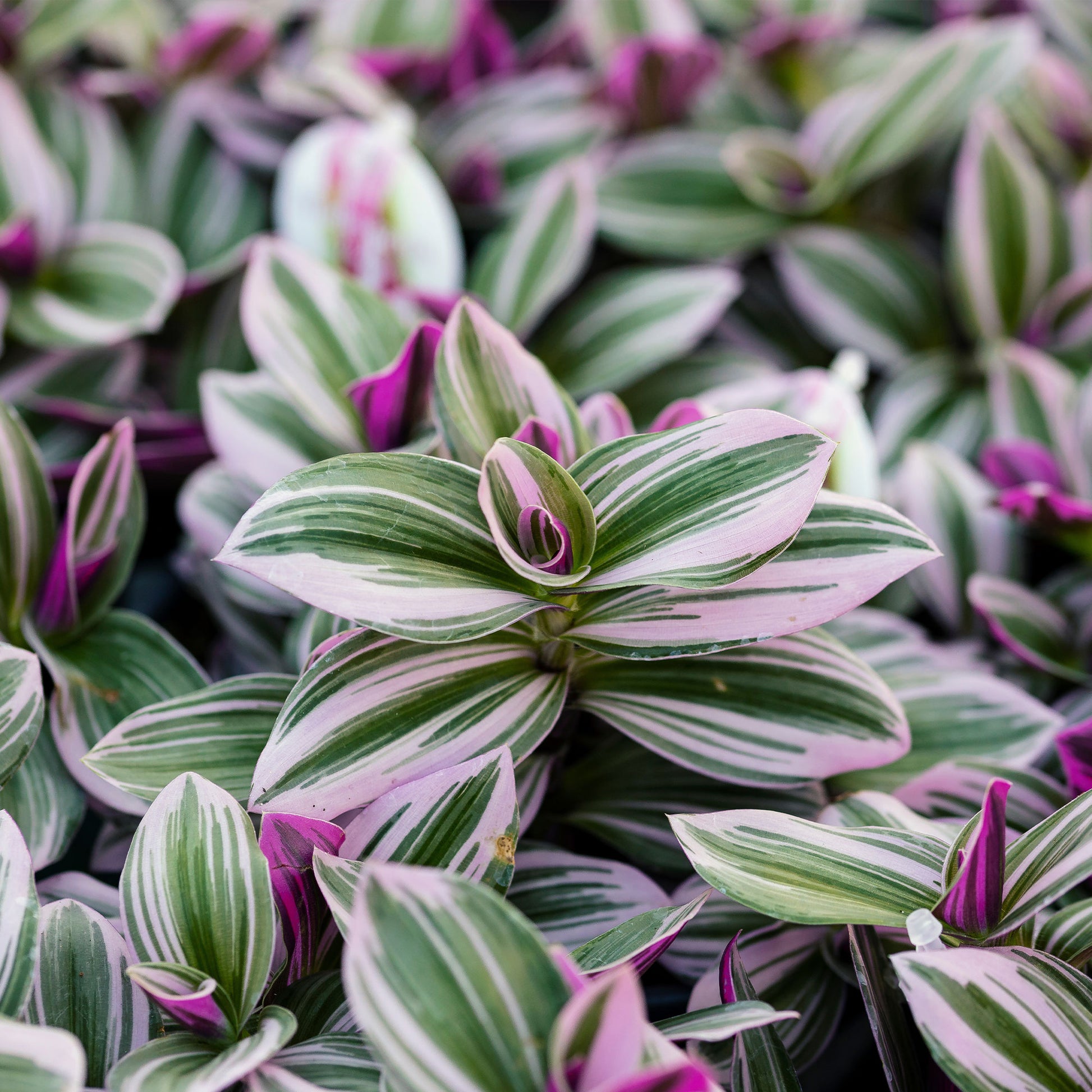 Hängende Zimmerpflanzen - Tradescantia ‘Nanouk’ weiß blühend - Tradescantia Nanouk