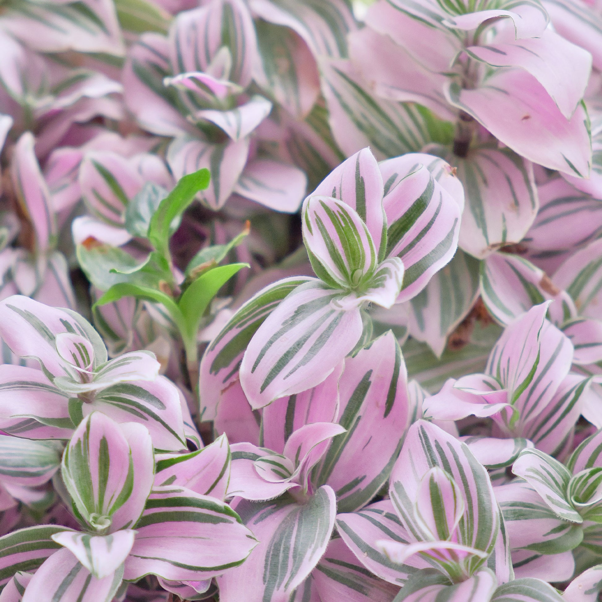 Tradescantia ‘Nanouk’ weiß blühend - Tradescantia Nanouk - Bakker