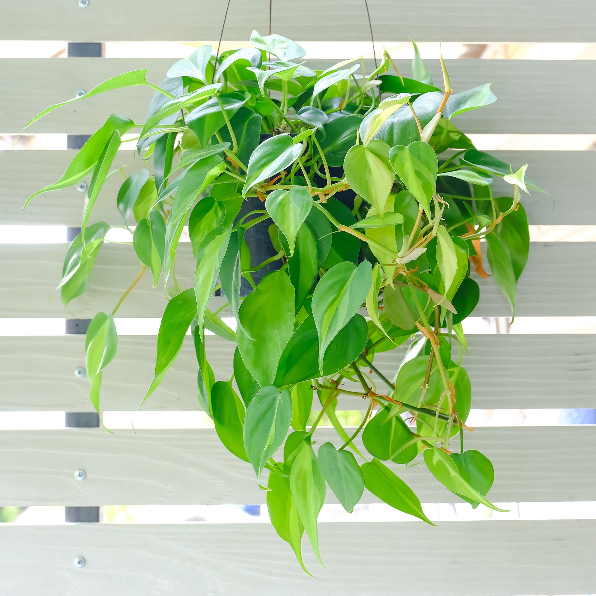 Philodendron scandens - Philodendron scandens - Bakker