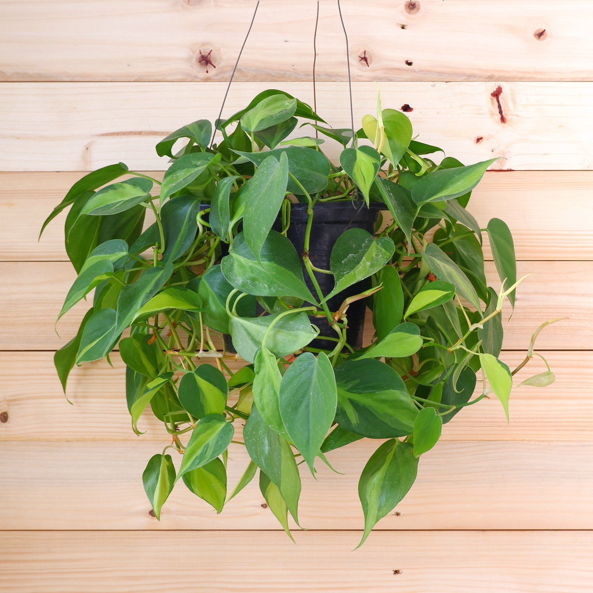 Philodendron scandens - Bakker