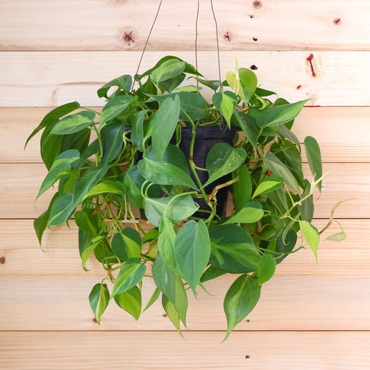 Philodendron scandens - Bakker