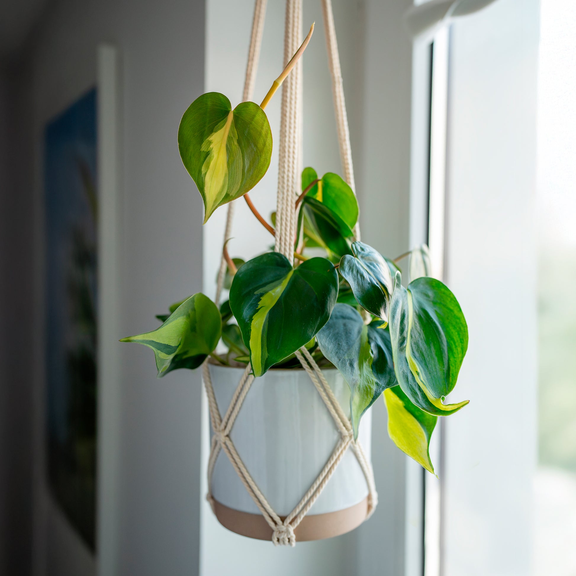 Herzblatt-Philodendron 'Brasil' - Philodendron scandens Brasil - Bakker
