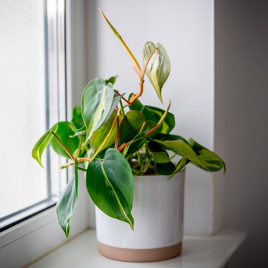 Herzblatt-Philodendron 'Brasil' - Bakker