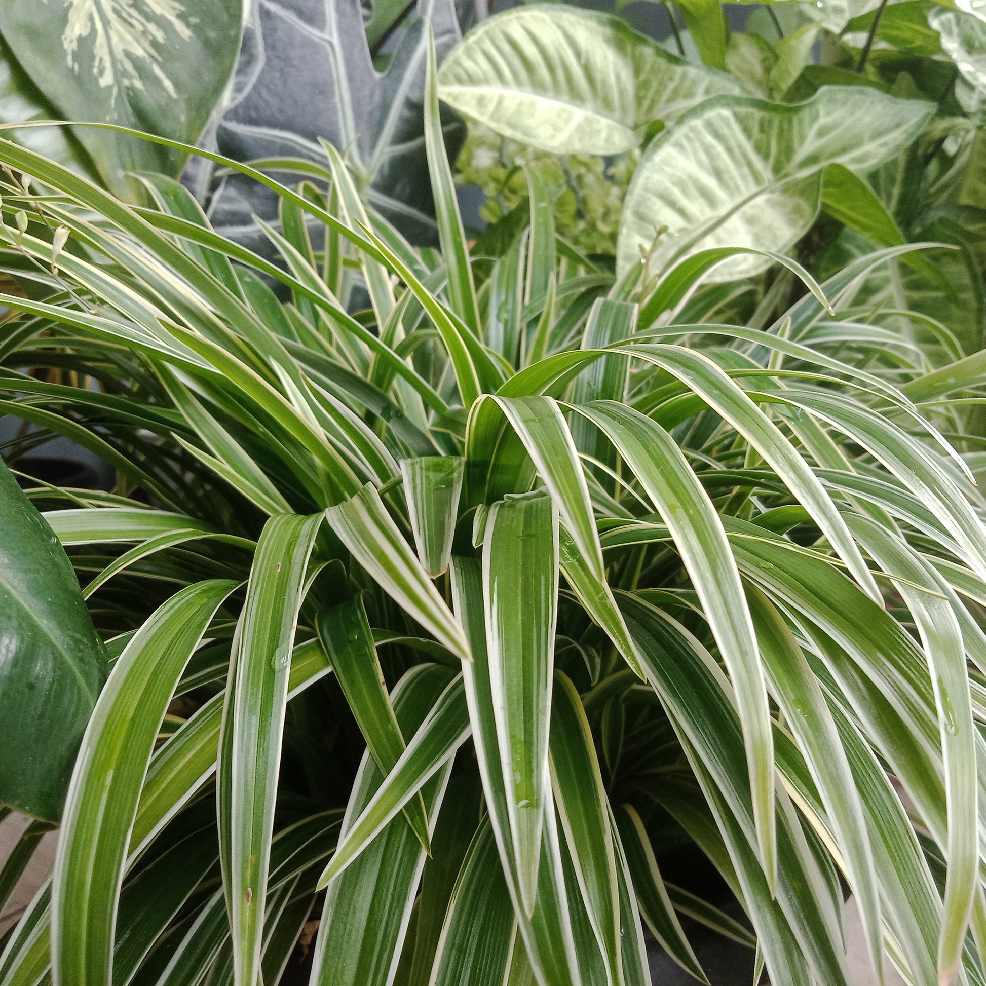 Chlorophytum comosum Ocean - Grünlilie 'Ocean' - Chlorophytum