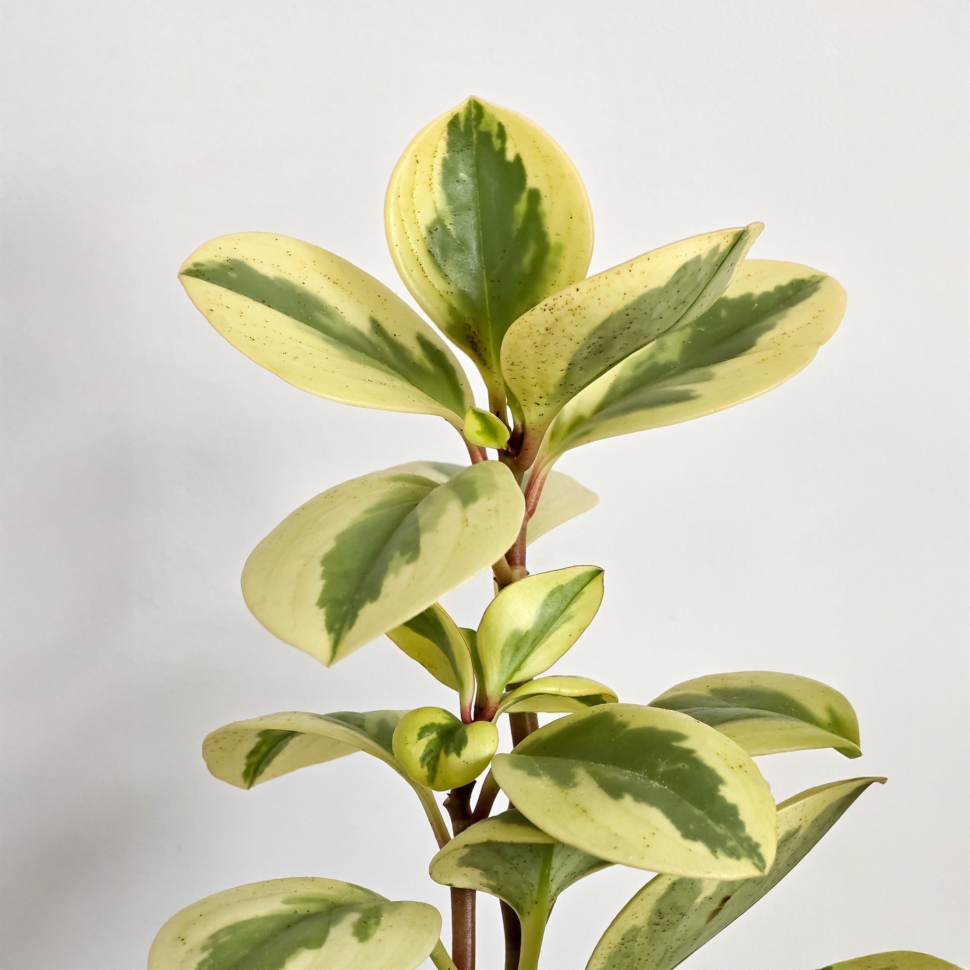 Zwergpfeffer 'Obtipan Bicolor' - Bakker